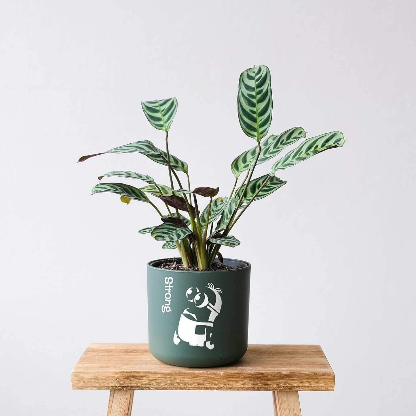 Ant Smart Adhesive Permanent Vinyl Compatible with Cricut Explore and Maker Series Without Cutting Mats, Create DIY Projects, Decals, Stickers & More (Matte Ivory White, 13inch x 5ft)