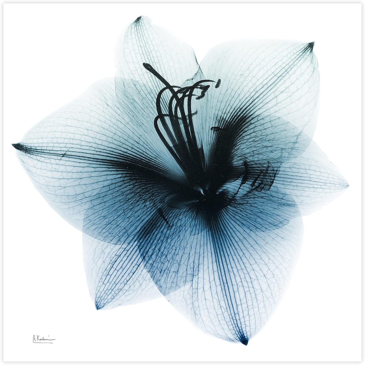 Empire Art Direct Frameless Free Floating Tempered Glass Panel Graphic Wall Art Ready to Hang, 38" x 38", Glacial Amaryllis