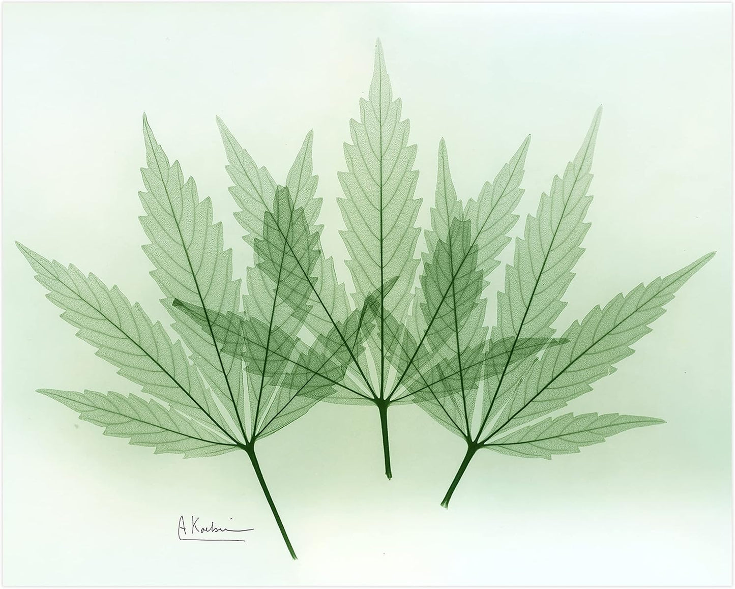 Empire Art Direct Frameless Free Floating Tempered Glass Panel Graphic Wall Art Ready to Hang, 16" x 20", Green Flower